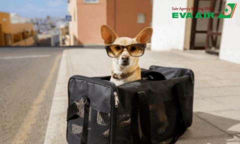 Quyền lợi bảo hiểm vận chuyển thú cưng EVA Air chi tiết